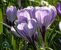 Crocus 8P076D-24